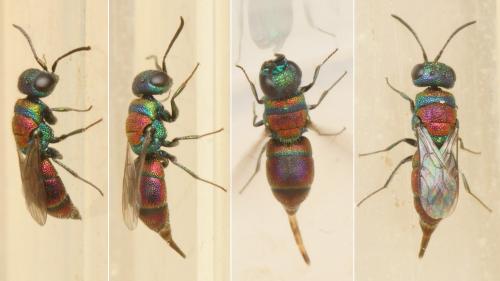 Réf. 193 297 : Chrysis leachii